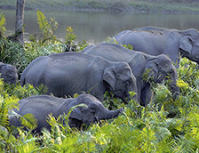 卡齐兰加国家公园的象群