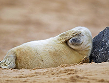 沙滩上休息的灰海豹幼崽