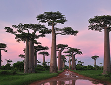马达加斯加猴面包树林