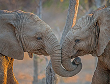 南非卡帕马野生动物保护区的大象