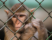 动物园围栏里孤单的小猴
