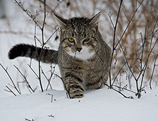 雪地里一只猫咪