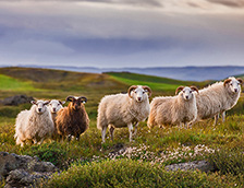 冰岛乡村草地上羊群
