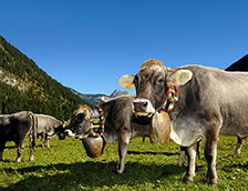 奥地利坦海姆塔尔牧场的牛群