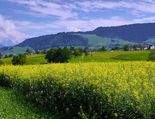 瑞士田野的油菜花