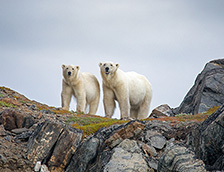 托朗盖山国家公园的北极熊