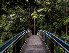 新西兰深林里一座桥