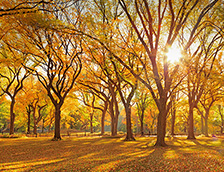 纽约中央公园的榆树丛
