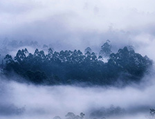 印度慕那尔市雾气环绕的森林