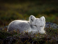 正在睡觉的北极狐