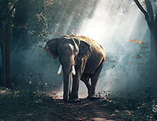 森林里的泰国大象
