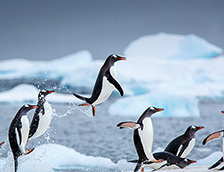 南极丹科岛附近的巴布亚企鹅