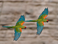 玻利维亚的红额金刚鹦鹉