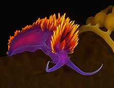 西班牙披肩海蛞蝓