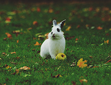 一只可爱的灰耳兔子
