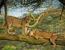 纳库鲁湖周围森林中的狮子