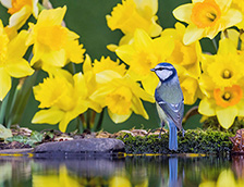 威尔士中部水仙花中的蓝山雀
