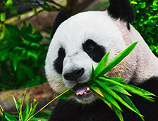 正在吃饭的大熊猫