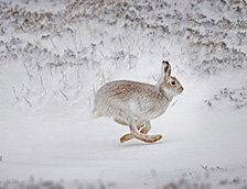 在白雪覆盖的高地上奔跑的雪兔