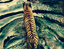 一只正在水中漫步的老虎
