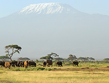非洲大草原上的野象群