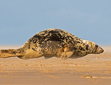 沙滩上奔跑的灰海豹