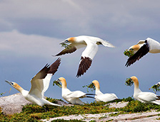 大萨尔提岛上的北方塘鹅