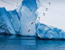 冰山上潜水觅食的企鹅