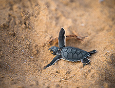 褐色沙滩上的黑乌龟