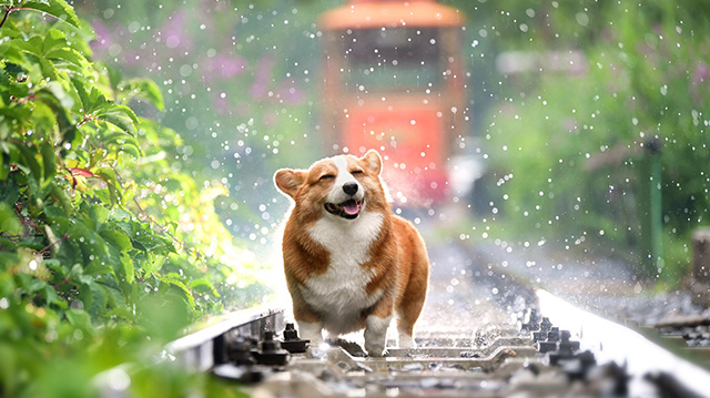 可爱的柯基犬