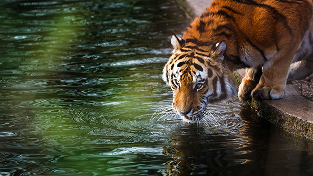 正在喝水的老虎