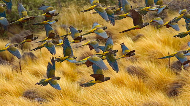 阿根廷飞翔的穴居鹦鹉