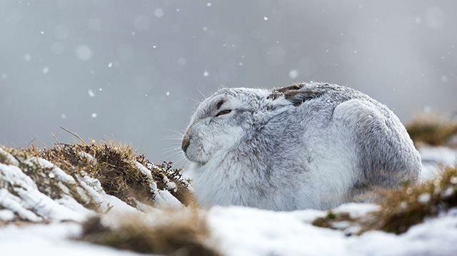 风雪中蜷缩着的雪兔