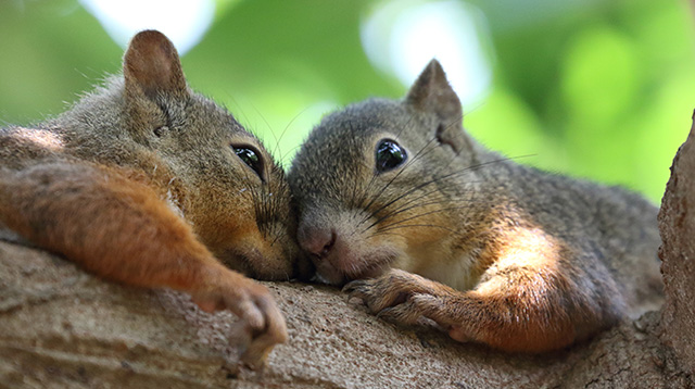 两只相爱的小松鼠