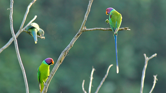 三只绿色小鹦鹉