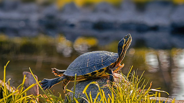 一只雄性黄腹彩龟