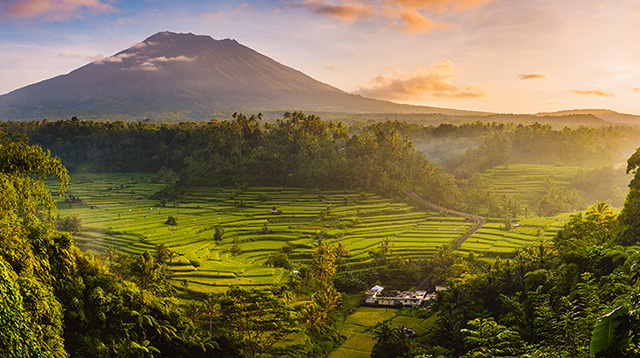 阿贡火山旁边的稻田
