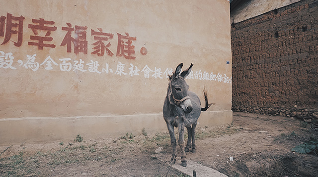 村口的一头驴