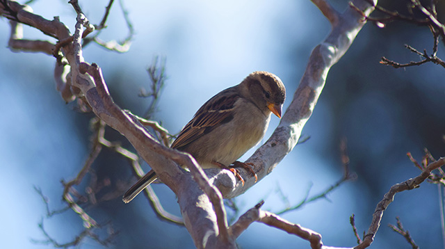 低头小鸟似乎在思考