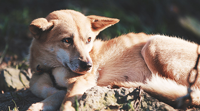 正在晒太阳的小狗