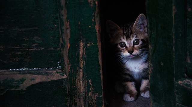 门缝里的小奶猫