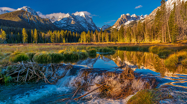 爱达荷州森林里的海狸坝