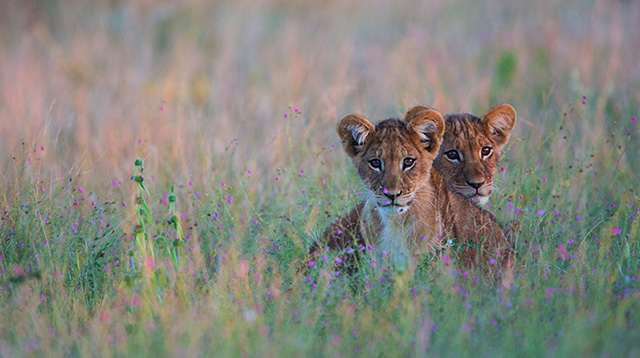 草丛中的狮子幼崽
