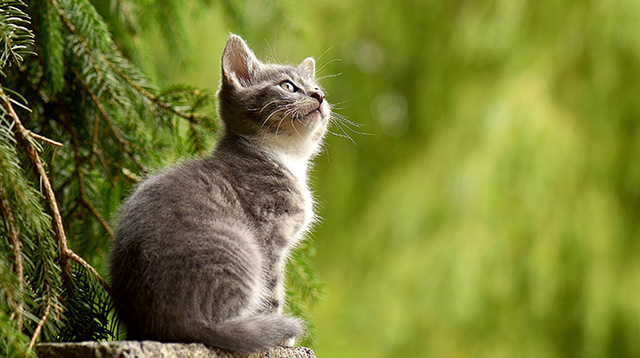 一只好奇的小猫