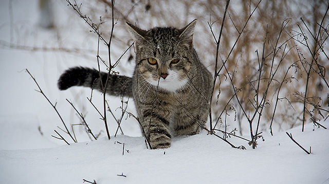 雪地里一只猫咪