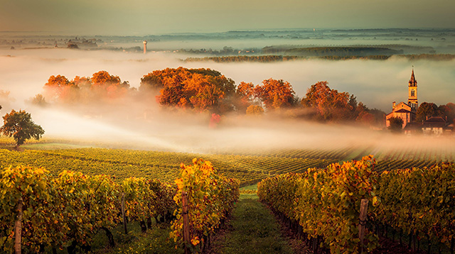 法国波尔多葡萄园