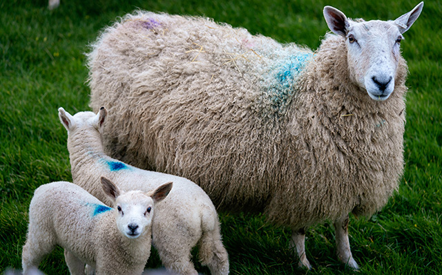 望着镜头的小羊