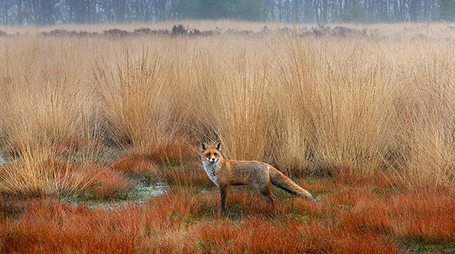 生活在荷兰的赤狐