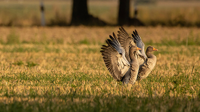 草地上两只野鹅