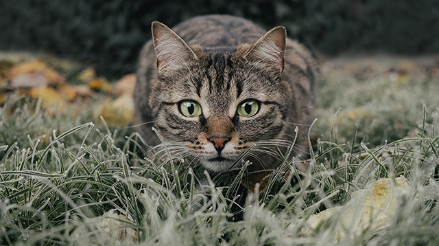 草丛里的虎斑猫
